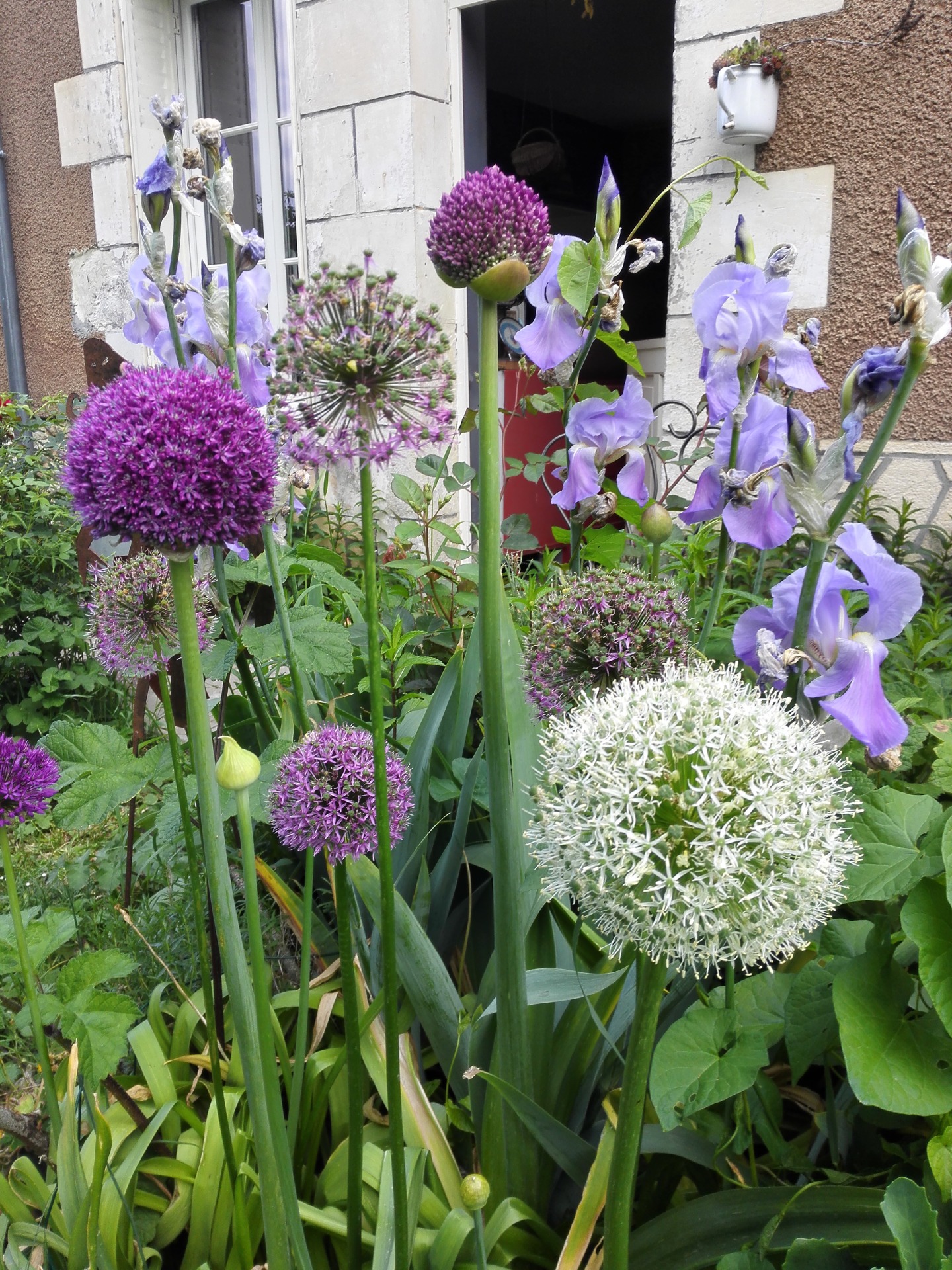 Mélange white Giants, globemaster, Gladiator et purple sensation